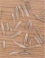 Fruit (seeds)