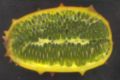Fruit sliced longitudinally.
