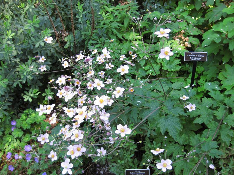 File:IMG 0197 nybg09.jpg