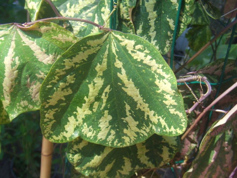 File:Passiflora organensis1.jpg