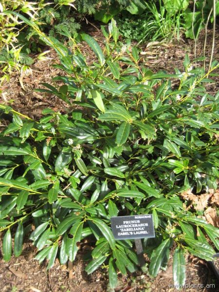 File:Prunus laurocerasus-zabeliana-zabel's laurel-IMG 7192 sfbg0308.jpg