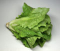 A Romaine lettuce