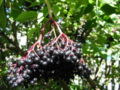 Thumbnail for version as of 07:50, 30 November 2007