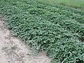 Sweet potatoes in the field.