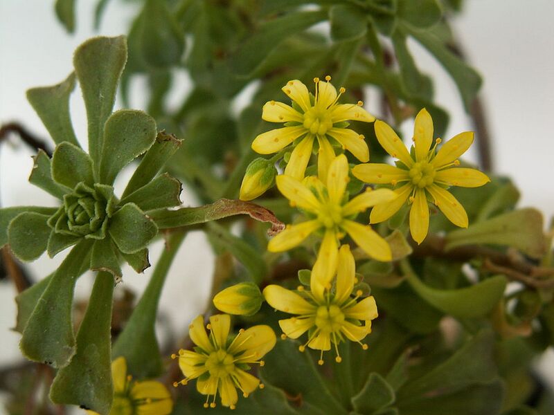 File:1024px-Aeonium spathulatum PICT294.jpg