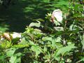 Thumbnail for version as of 09:06, 29 April 2025