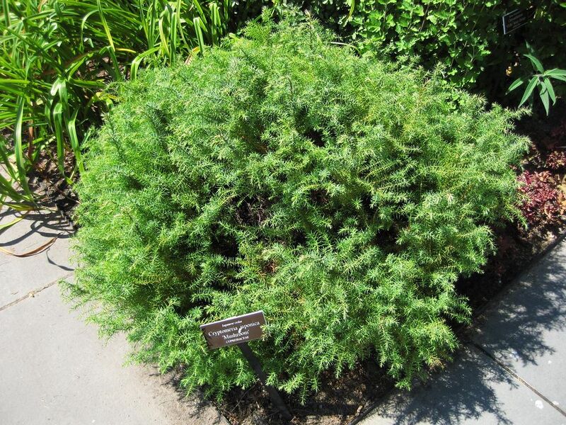File:1024px-IMG 0109 nybg09.jpg