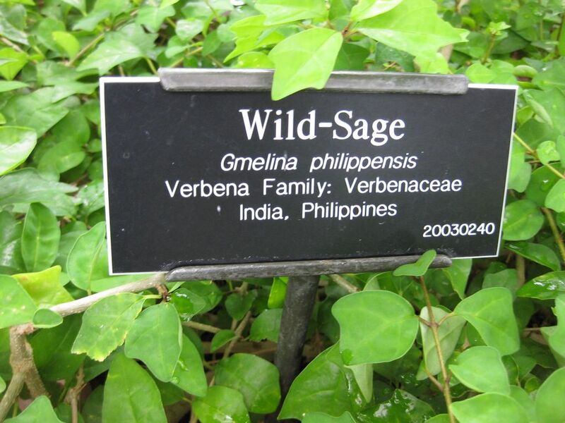 File:1024px-IMG 0890 bbg09.jpg