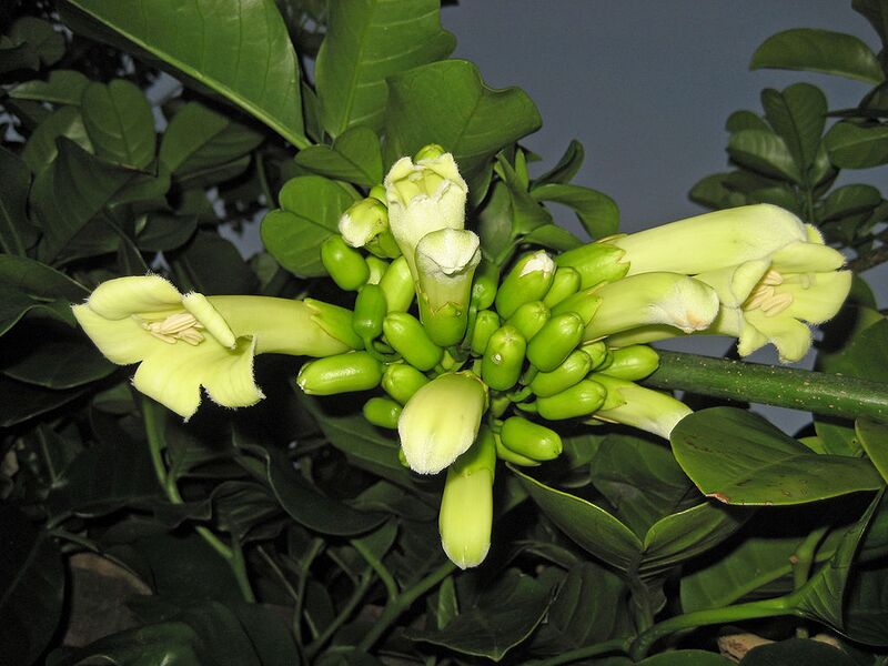 File:1024px-TecomantheSpeciosa467.jpg