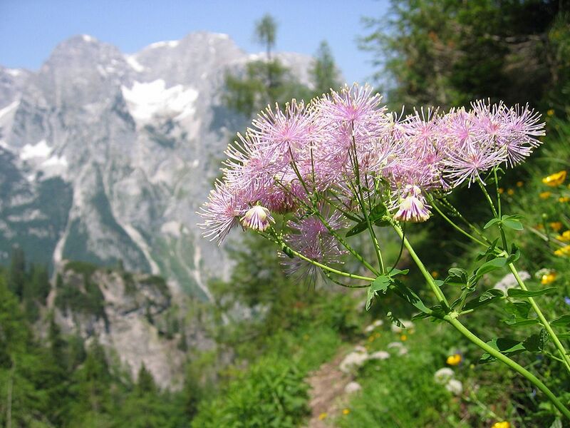 File:1024px-Thalictrum aquilegifolium02.jpg