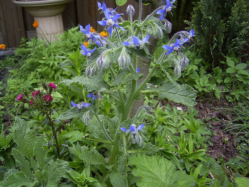 File:1280px-Borage-overv-hr.jpg