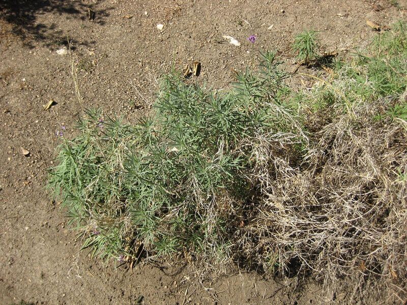 File:1280px-IMG 1899 hunt09oct.jpg