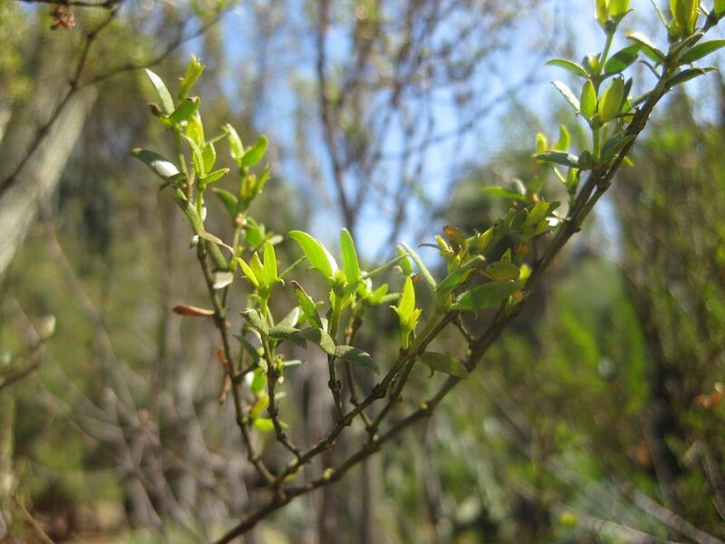 File:1280px-IMG 2460 hunt0903.jpg