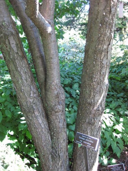 File:576px-IMG 0165 nybg09.jpg