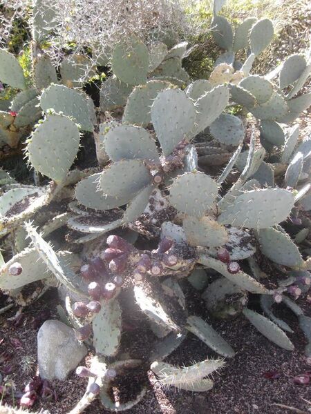 File:576px-IMG 2328 hunt0903.jpg