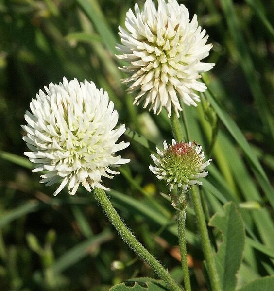 File:723px-Trifolium montanum 290504.jpg