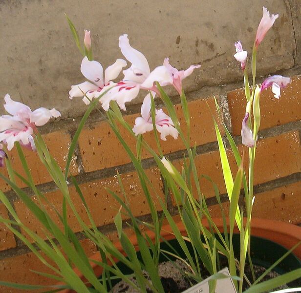 File:789px-Gladiolus carneus KirstenboshBotGard09292010C.jpg