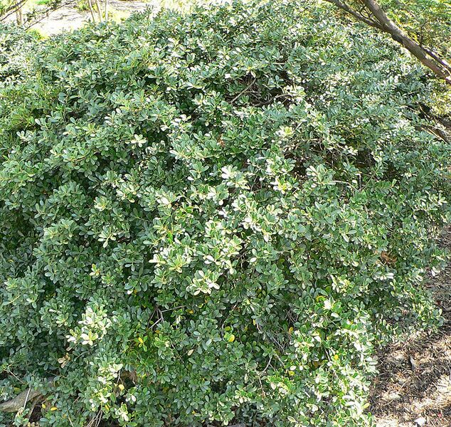File:812px-Ilex Crenata2.jpg