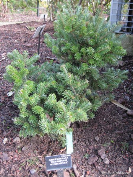 File:Abies koreana-zwergform wustemeyer-IMG 7202 sfbg0308.jpg