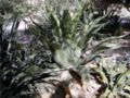 Agave inaequidens ssp. barrancensis