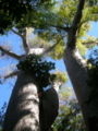 Adansonia madagascariensis in a Madagascar dry deciduous forest