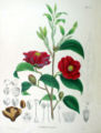 19th century illustration