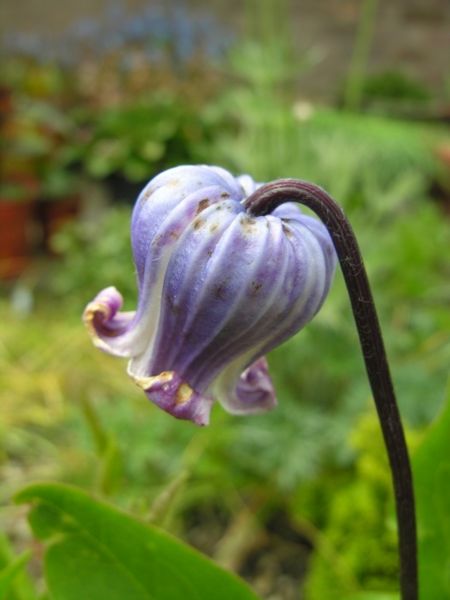 File:Clematis fremontii (1).jpg