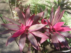 Foliage