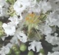 Distinctive panicles of crepe textured, crinkled flowers typical ot the genus