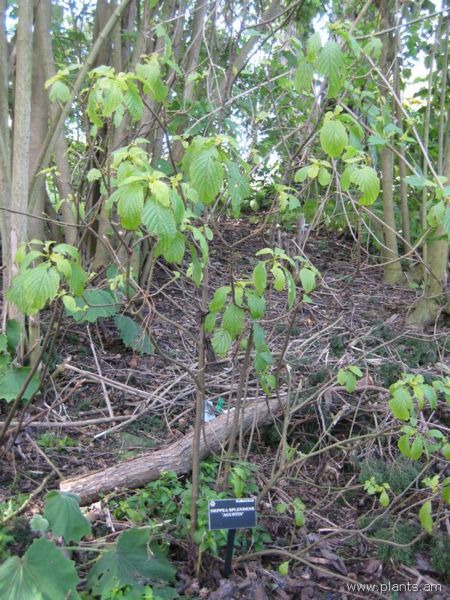 File:Deppea splendens-agustin-IMG 7410 sfbg0308.jpg