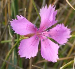 Wild Clove Pink in flower