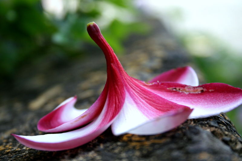 File:Fallen plumeria-2521.jpg