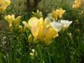 Freesia photo 1