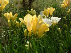 Cultivated freesias