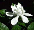 Gardenia jasminoides, var. radicans