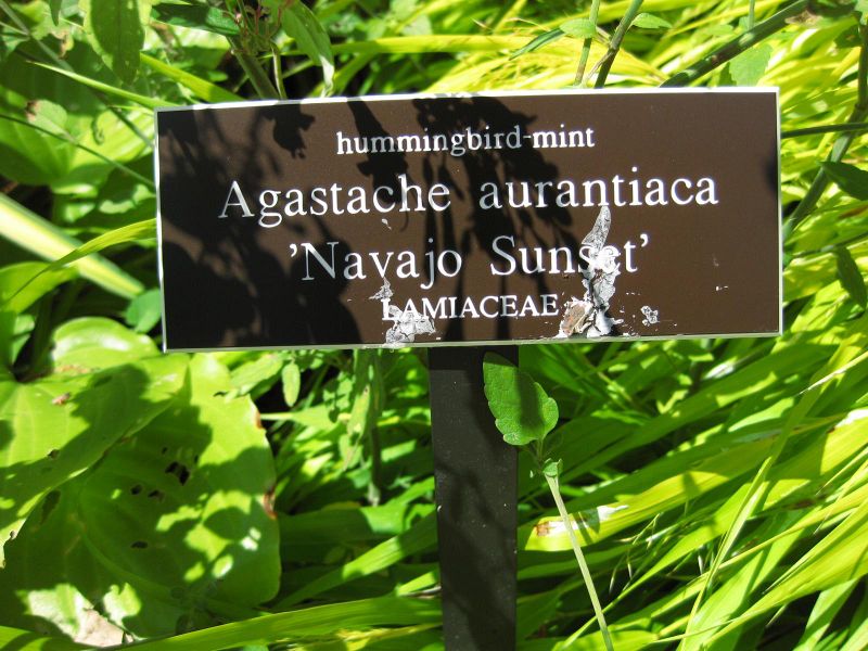 File:IMG 0126 nybg09.jpg