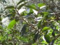 lithraea caustica