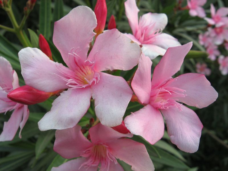 File:Oleander-5432.jpg