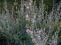 Thumbnail for version as of 08:59, 26 July 2007