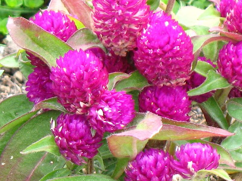 File:1024px-2231 - Salzburg - Flowers.JPG