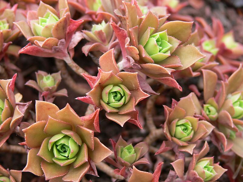 File:1024px-Aeonium decorum P1050447.JPG