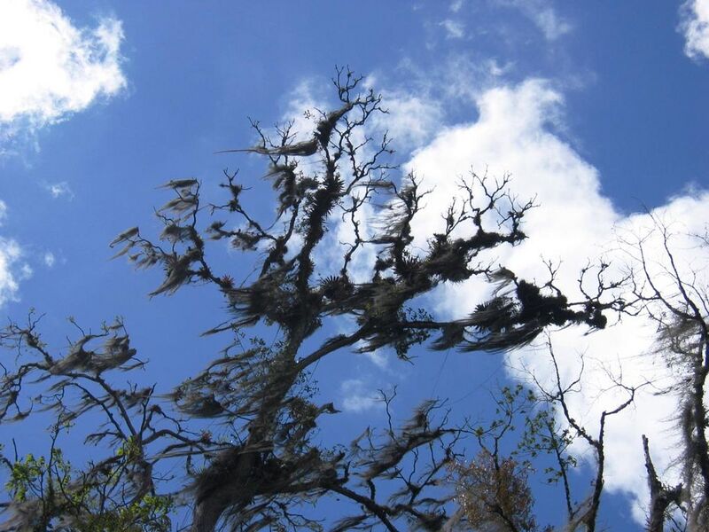 File:1024px-DirkvdM orosi mossy tree.jpg