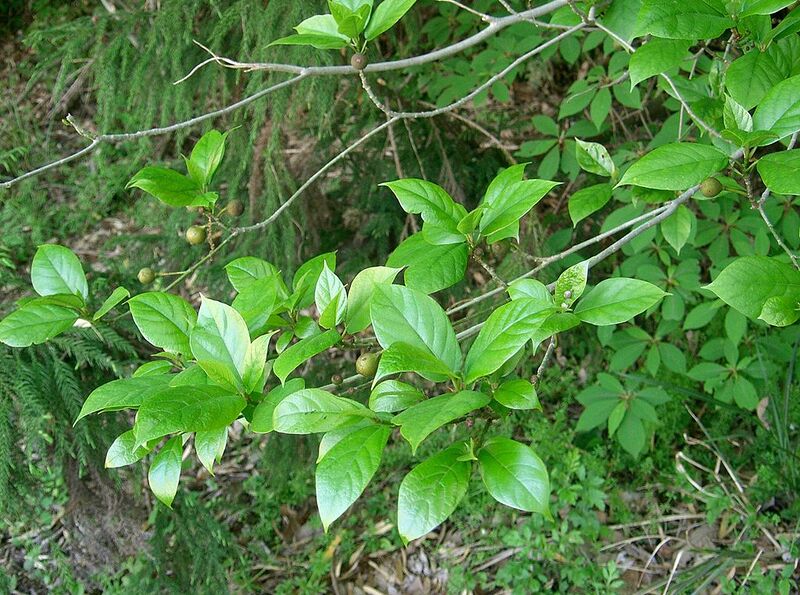 File:1024px-Ficus erecta5.jpg