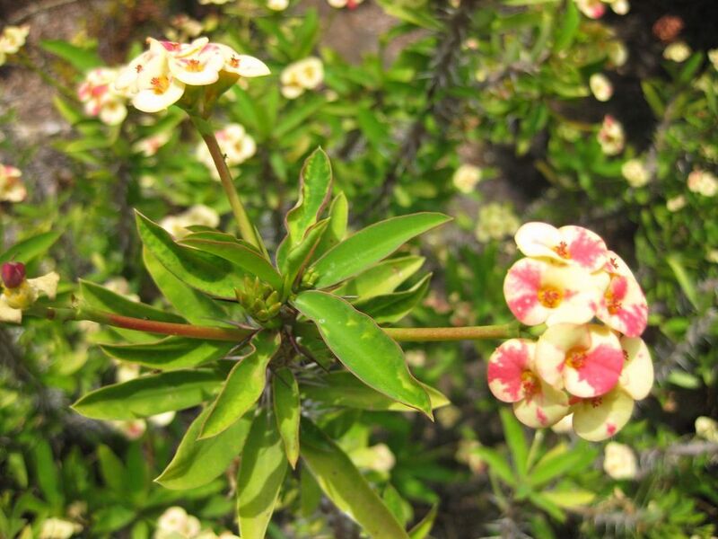 File:1024px-IMG 7491 hunt09jun.jpg