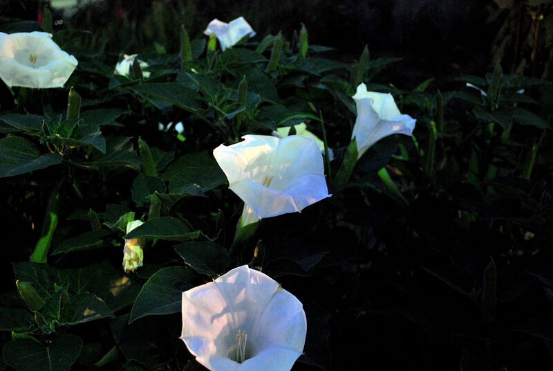 File:1280px-Datura-1190.jpg