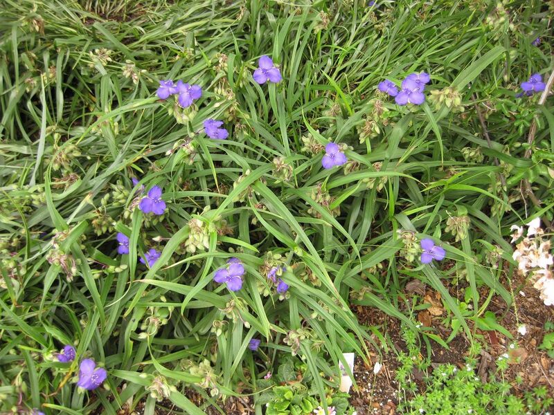 File:1280px-IMG 6913 hunt09jun.jpg