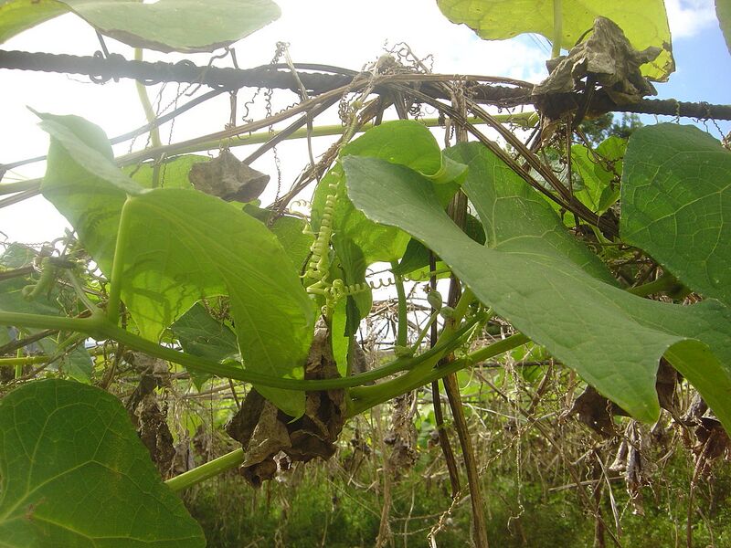File:1280px-Sechium edule plantation Salazie dsc03252.jpg