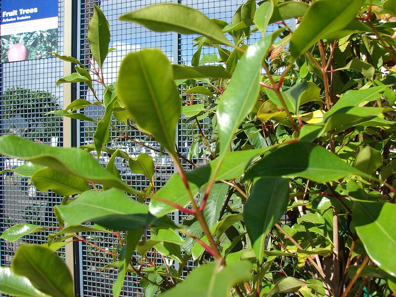 File:1280px-Starr 080103-1434 Syzygium aromaticum.jpg