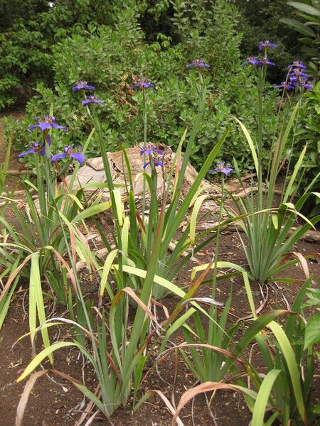 File:576px-IMG 7083 hunt09jun.jpg