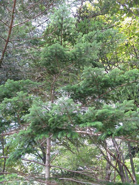 File:768px-Abies veitchii4.JPG